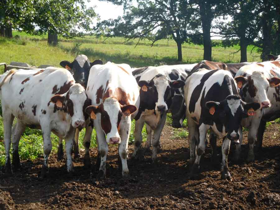 8/31/2022  |  Gratiot  – Goebel Dairy Farm : Dairy Cattle Auction 🗓